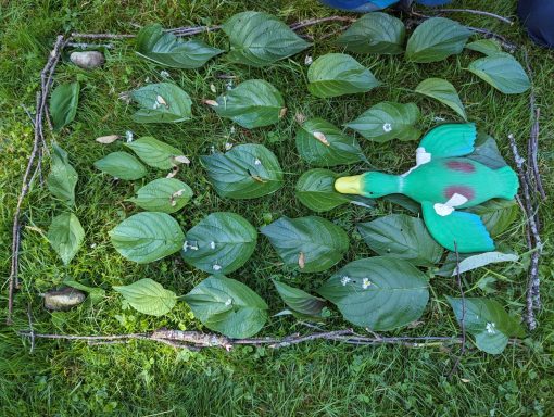 Grünes Entchen liegt auf einem Bett aus großen Blättern in einem Garten.